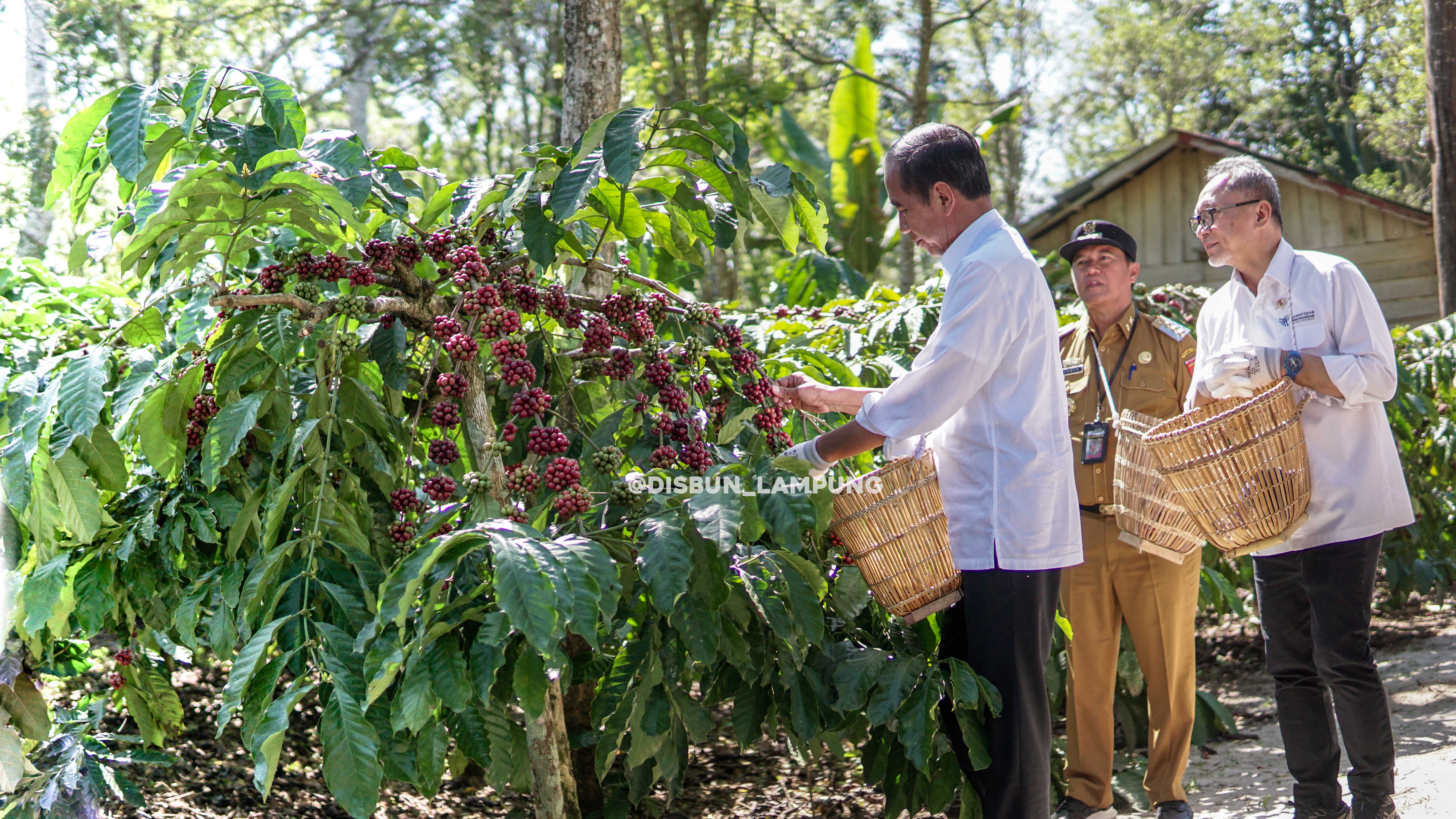 PRESIDEN PANEN KOPI